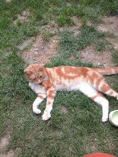 Chat perdu Chat Sauvage d'Europe
