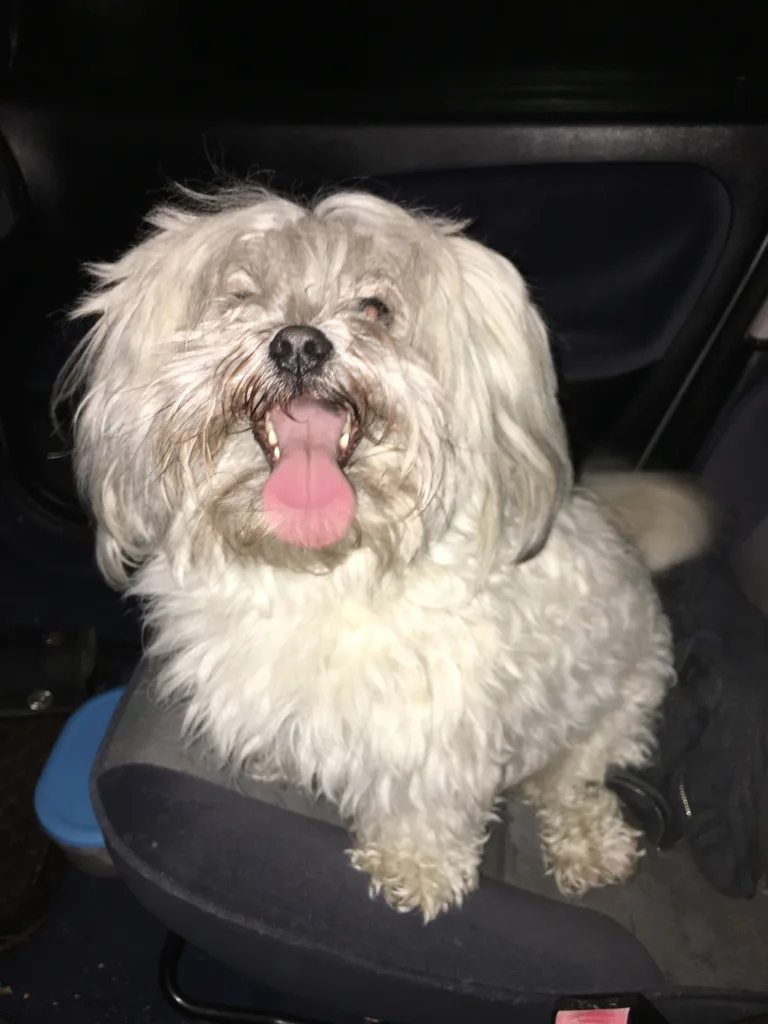 Chien trouvé