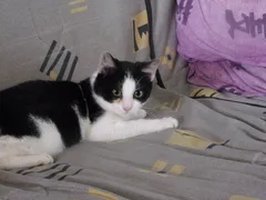 Chat perdu Européen