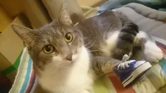 Chat perdu Européen