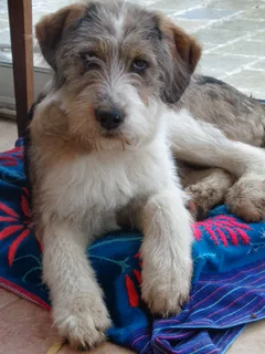 Chien trouvé Berger des Pyrénées
