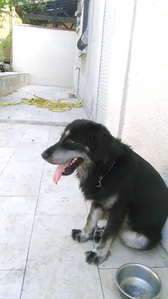 Chien perdu Croisé