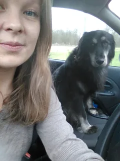 Chien perdu Croisé