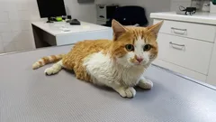 Chat trouvé Européen
