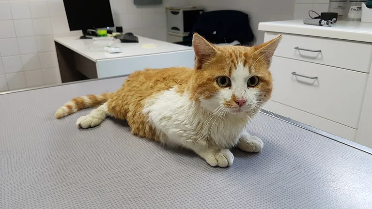 Chat trouvé