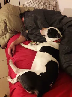 Chien perdu Bull Terrier