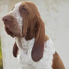 Chien perdu Braque Italien
