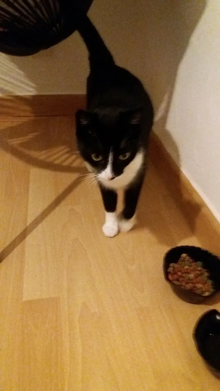 Chat trouvé