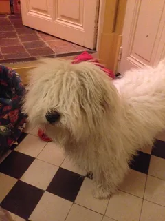 Chien trouvé Bichon à poil frisé