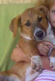 Chien perdu Chien Courant