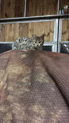 Chat perdu Européen