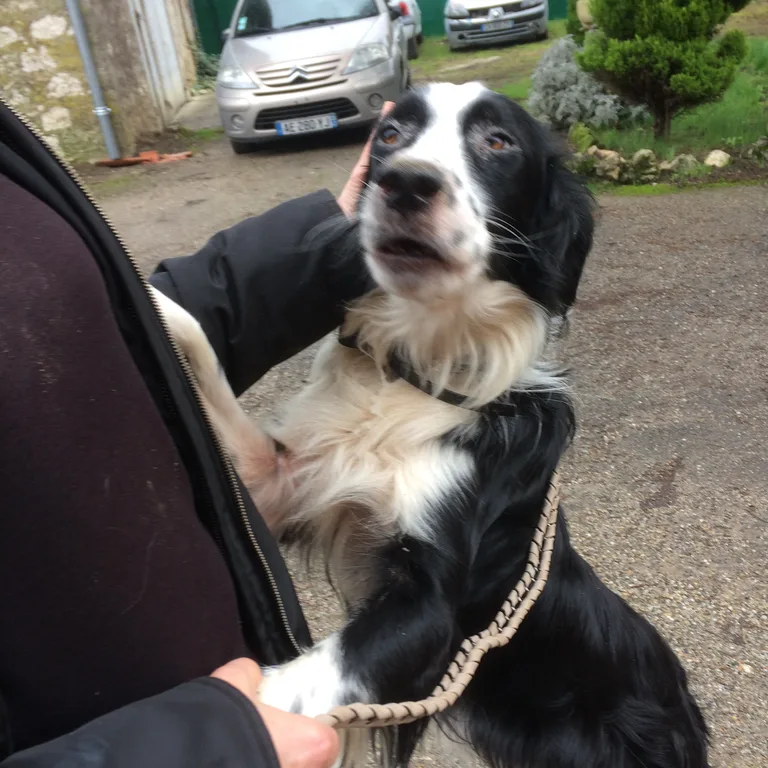 Chien trouvé
