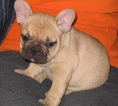 Chien trouvé Bouledogue Français