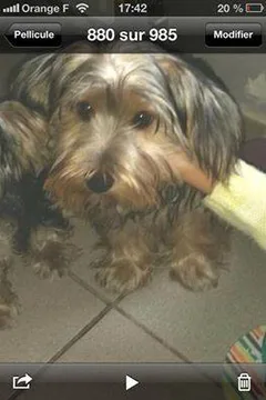 Chien perdu Yorkshire Terrier