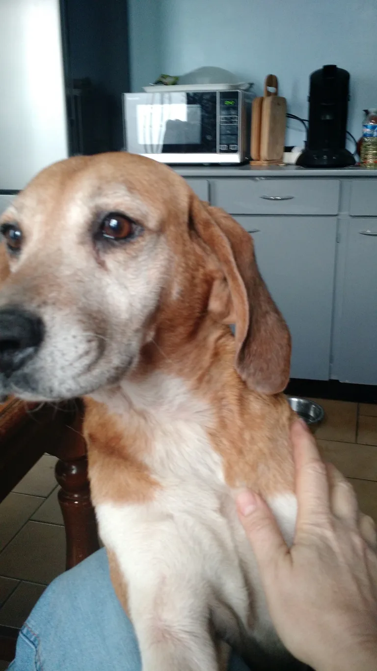 Chien trouvé