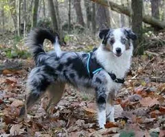Chien perdu Berger Australien