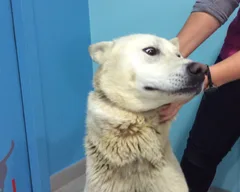 Chien trouvé Croisé