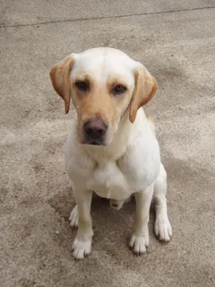 Chien perdu Labrador-Retriever