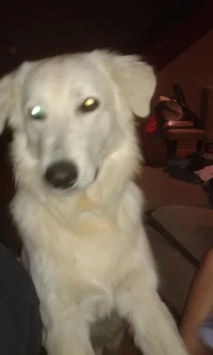 Chien perdu Berger Blanc Suisse