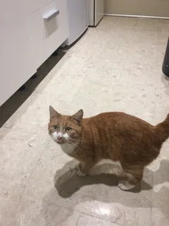 Chat perdu Chat Tigre