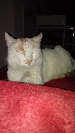 Chat trouvé Croisé