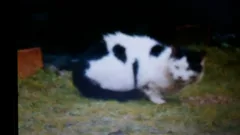 Chat trouvé Européen