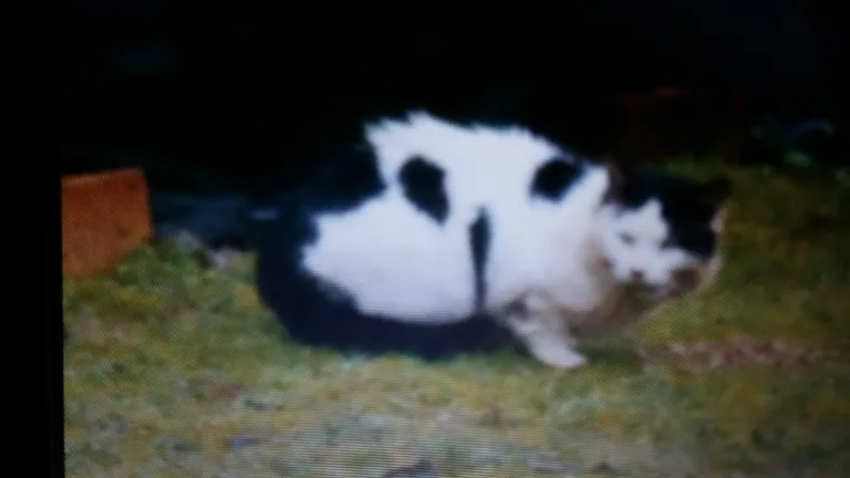Chat trouvé