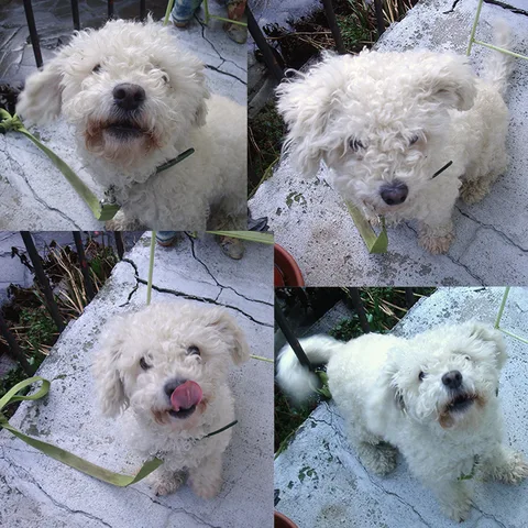 Chien trouvé