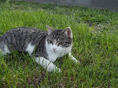 Chat perdu Européen