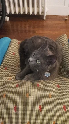 Chat trouvé Européen