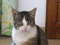 Chat perdu Croisé
