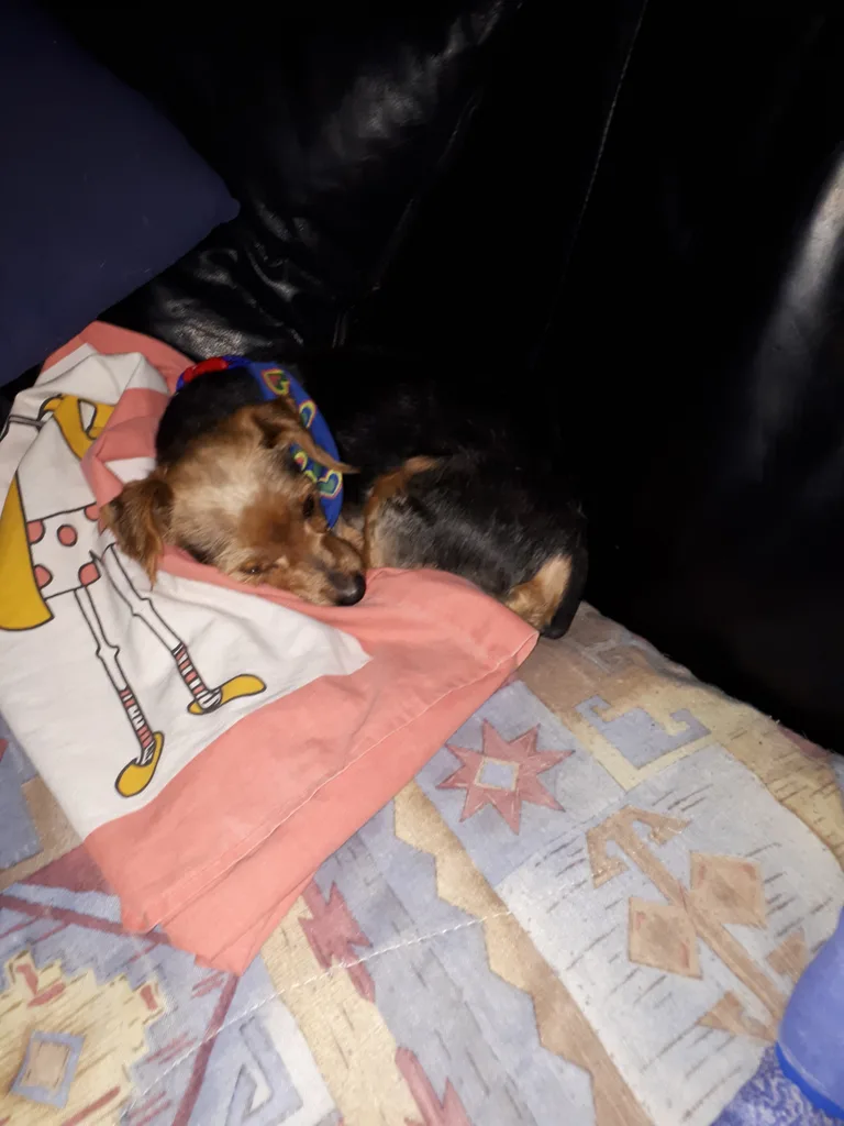 Chien trouvé