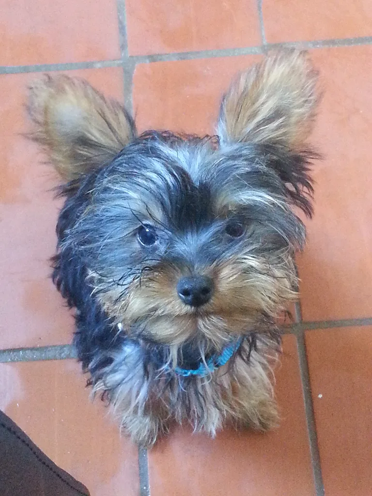 Loucky