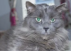 Chat trouvé Chat des Forêts Norvégiennes