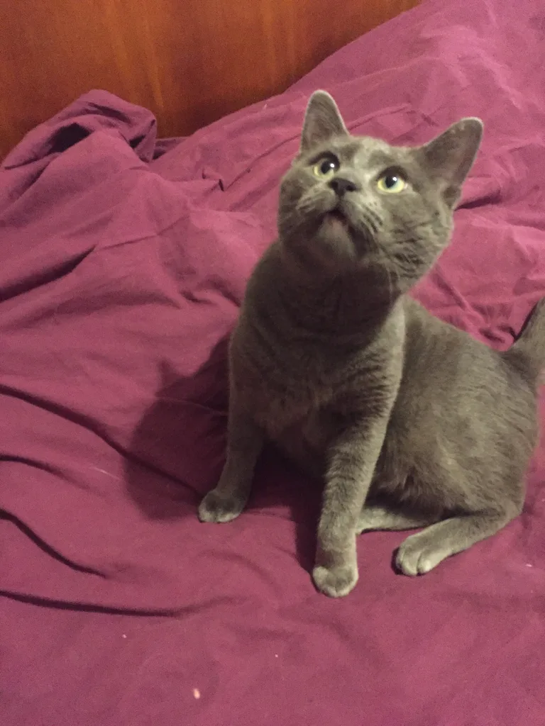 Chat trouvé