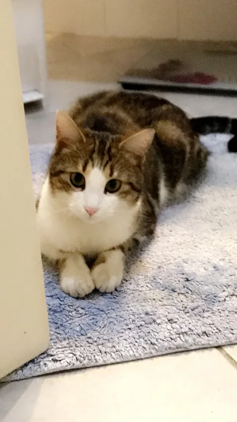 Chat trouvé