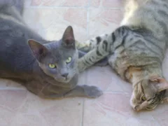Chat perdu Chartreux