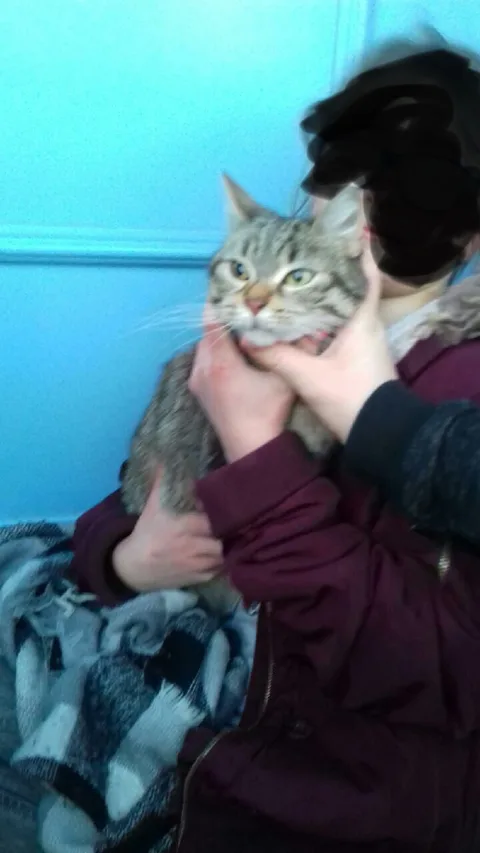 Chat trouvé