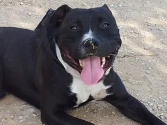 Chien perdu American-Staffordshire-Terrier