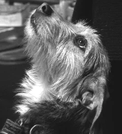 Chien perdu Griffon Nivernais