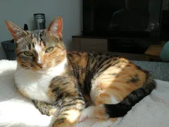 Chat perdu Européen