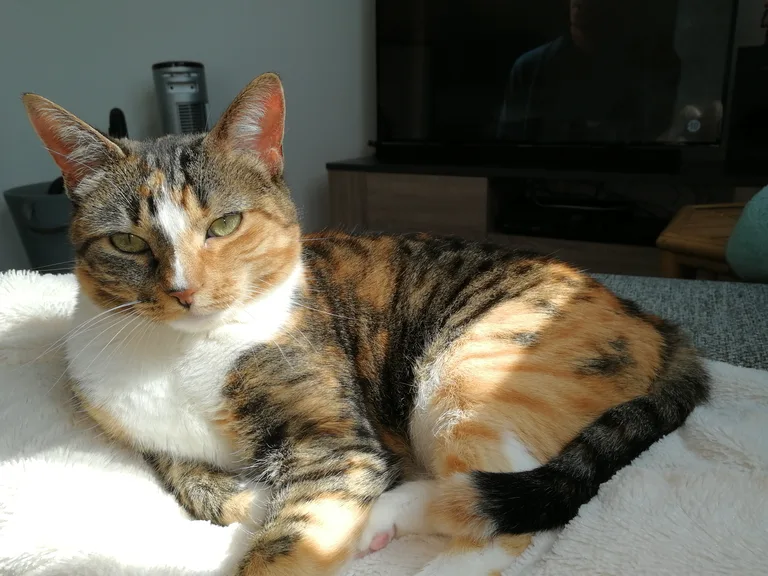 kiri