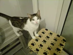 Chat perdu Européen