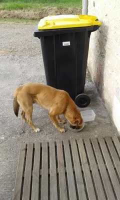 Chien perdu Chien Courant