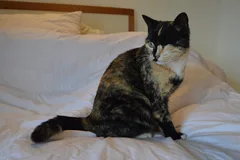 Chat perdu Siamois
