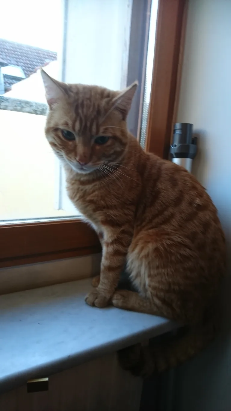 Chat trouvé
