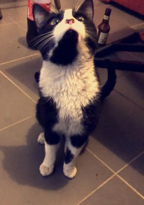 Chat trouvé