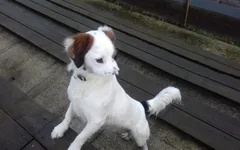 Chien perdu Jack-Russell-Terrier
