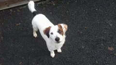 Chien perdu Jack-Russell-Terrier