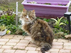 Chat trouvé Maine Coon